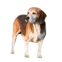 Foxhound
